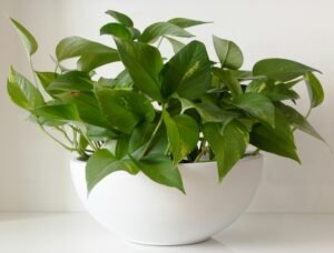 Lush green pothos plant thriving in a white ceramic pot, perfect for home decor.