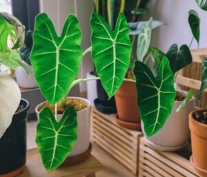 Vibrant Alocasia plants in pots add a fresh touch to modern indoor decor.