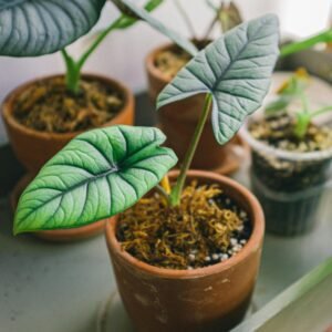 Alocasias en ecuador