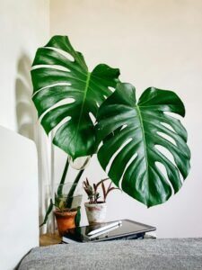 Interior of a bright bedroom with a Monstera Deliciosa in a pot, offering a cozy and fresh ambiance.