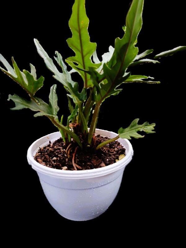 Filodendro Xanadu :Planta Exótica y Purificadora en tu Colección 5 Razones para Tenerla - Imagen 3