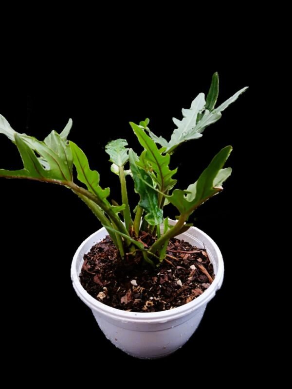 Filodendro Xanadu :Planta Exótica y Purificadora en tu Colección 5 Razones para Tenerla - Imagen 4