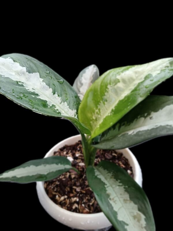 Aglaonema Pattaya: 1 Planta Exótica para Decorar tu Hogar en Ecuador | Kristy Garden - Imagen 5