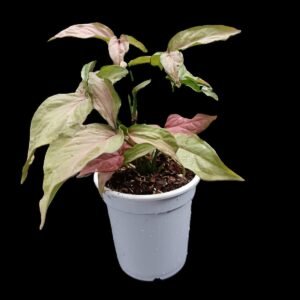 "Syngonium Pink en maceta blanca – Planta de interior exótica con hojas rosadas. Disponible en Kristy Garden."