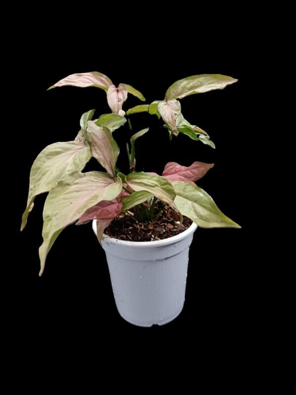 "Syngonium Pink en maceta blanca – Planta de interior exótica con hojas rosadas. Disponible en Kristy Garden."