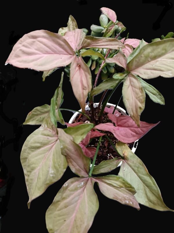 Syngonium Pink – 1 planta Exótica, colorida y fácil de cuidar | Kristy Garden - Imagen 4