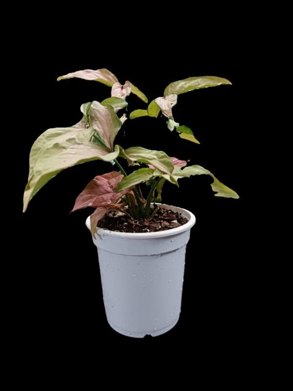 Syngonium Pink – 1 planta Exótica, colorida y fácil de cuidar | Kristy Garden - Imagen 3