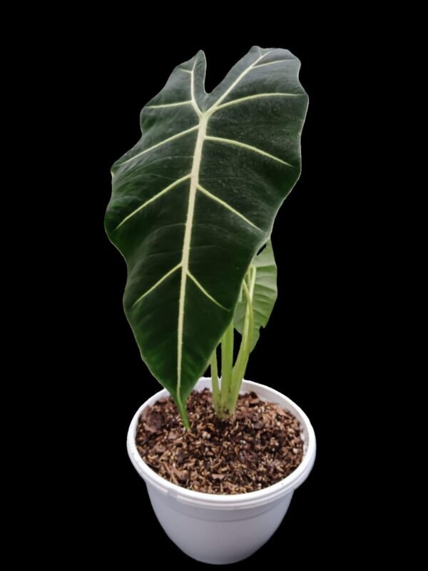 Alocasia Frydek: 7 Razones para Enamorarte de Esta Joya Verde - Imagen 4