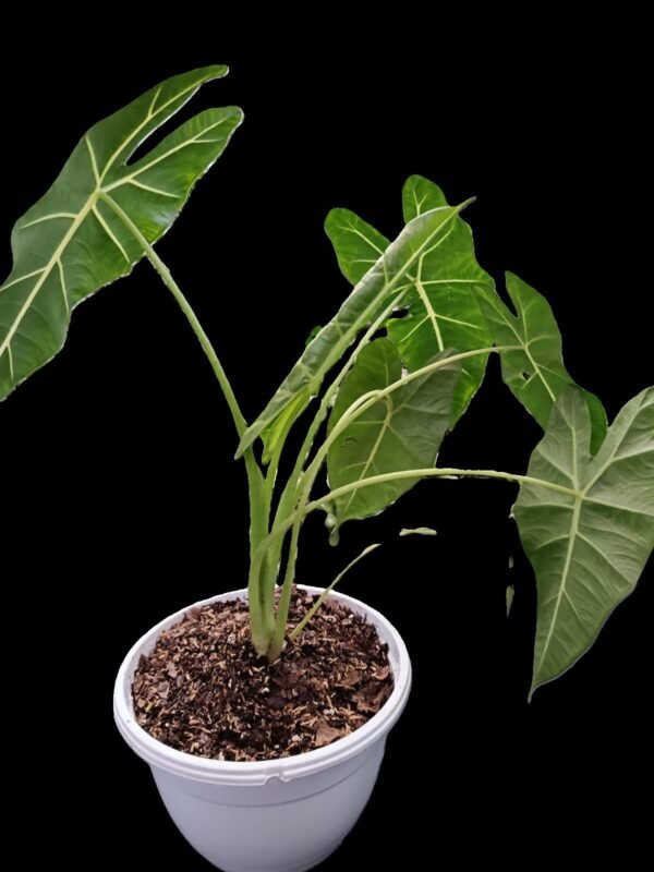 Alocasia Frydek: 7 Razones para Enamorarte de Esta Joya Verde - Imagen 5