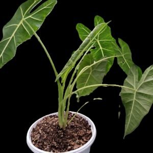"Alocasia Frydek en maceta decorativa – venta en Kristy Garden Ecuador"