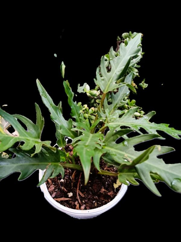 Filodendro Xanadu :Planta Exótica y Purificadora en tu Colección 5 Razones para Tenerla - Imagen 5