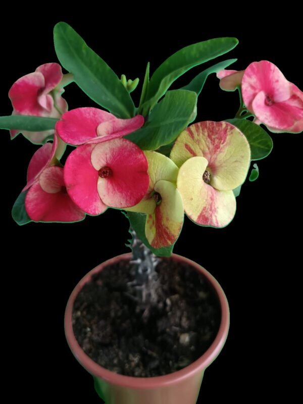 Corona de Cristo (Euphorbia milii) – Increíble Planta Exótica de Protección y Belleza en 2 Colores - Imagen 5