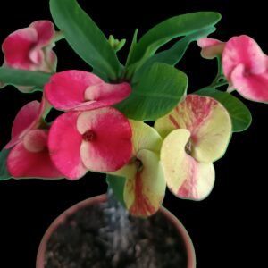 Corona de Cristo (Euphorbia milii) con flores rojas brillantes cultivada en sustrato premium – Kristy Garden.