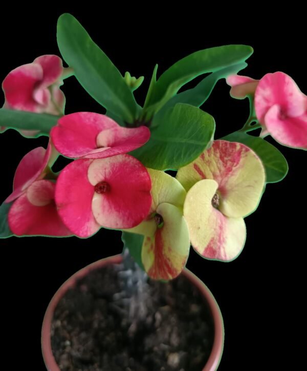 Corona de Cristo (Euphorbia milii) con flores rojas brillantes cultivada en sustrato premium – Kristy Garden.