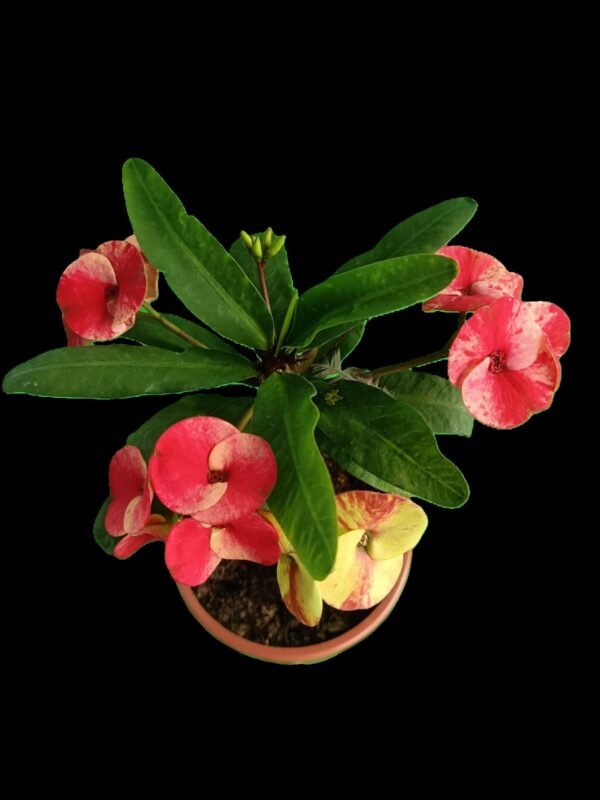 Corona de Cristo (Euphorbia milii) – Increíble Planta Exótica de Protección y Belleza en 2 Colores - Imagen 4
