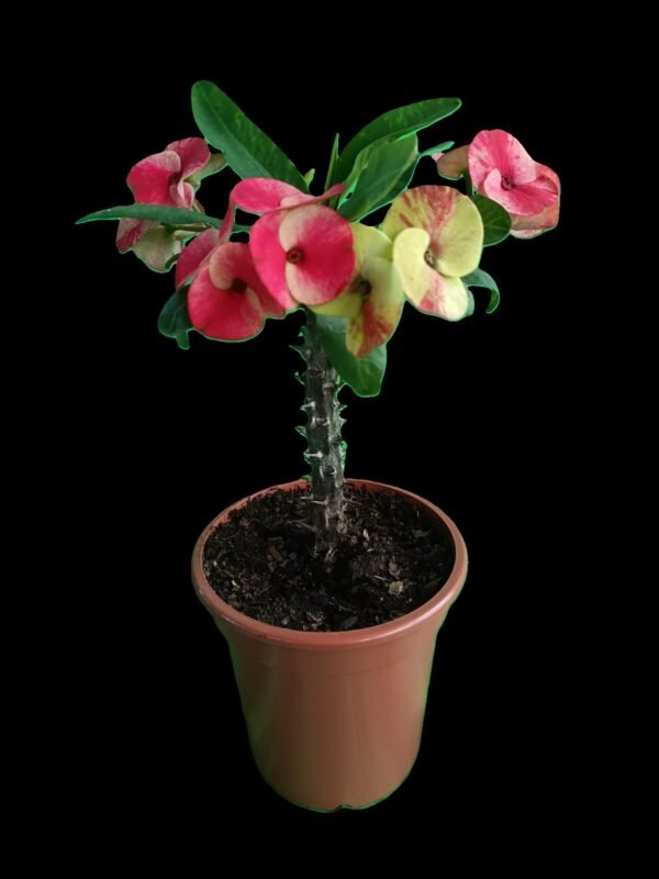 Corona de Cristo (Euphorbia milii) – Increíble Planta Exótica de Protección y Belleza en 2 Colores - Imagen 2