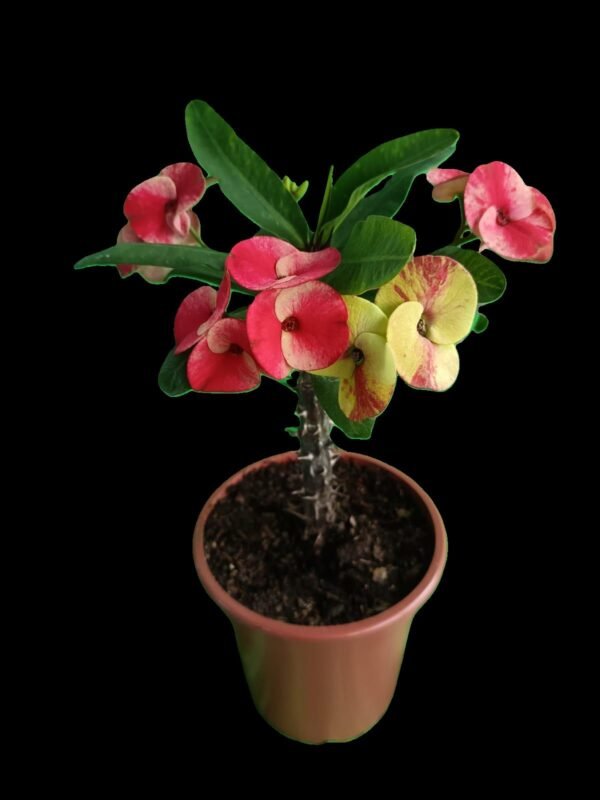 Corona de Cristo (Euphorbia milii) – Increíble Planta Exótica de Protección y Belleza en 2 Colores - Imagen 3