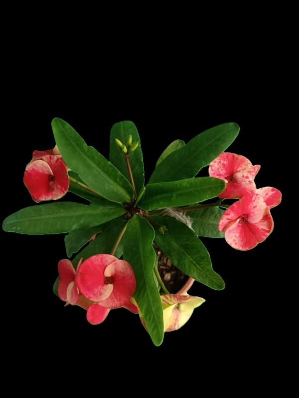 Corona de Cristo (Euphorbia milii) – Increíble Planta Exótica de Protección y Belleza en 2 Colores - Imagen 6