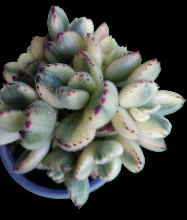 Cotyledon Tomentosa Variegada: ¡1 Joya fantástica e Increíble para Tu Colección ! - Imagen 2