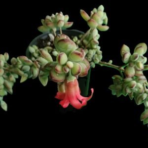 Cotyledon pendens colgante en maceta de colección Kristy Garden.