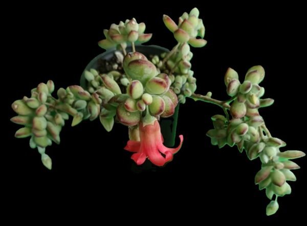 Cotyledon pendens colgante en maceta de colección Kristy Garden.