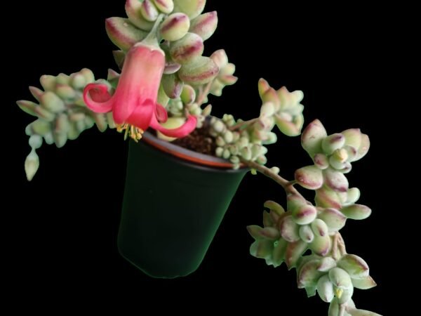 Cotyledon Pendens: 7 Razones Poderosas para Tener esta Joya Colgante en tu Colección - Imagen 2