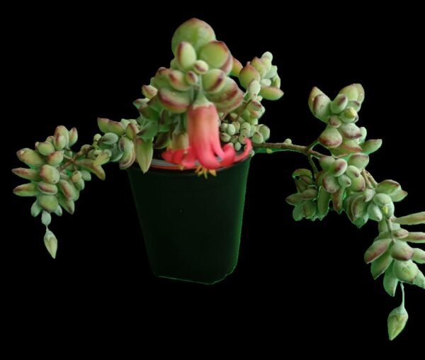 Cotyledon Pendens: 7 Razones Poderosas para Tener esta Joya Colgante en tu Colección - Imagen 3