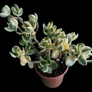 Crassula ovata variegada, suculenta exótica de colección con hojas verdes y crema en Kristy Garden