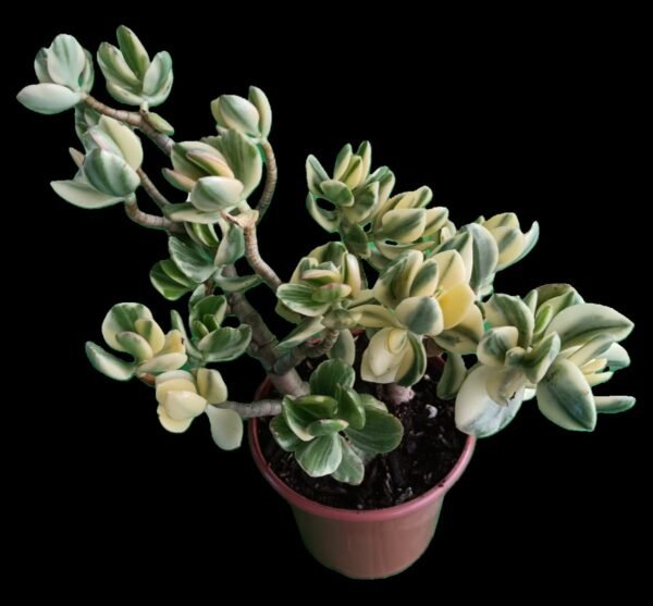 Crassula ovata variegada, suculenta exótica de colección con hojas verdes y crema en Kristy Garden