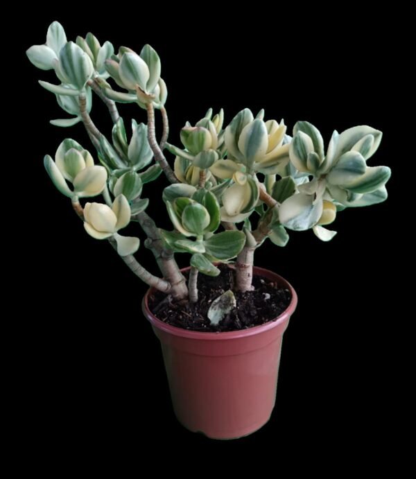 Crassula Ovata Variegada: 7 Razones para tener la increíble Planta de la Abundancia en tu Hogar - Imagen 3