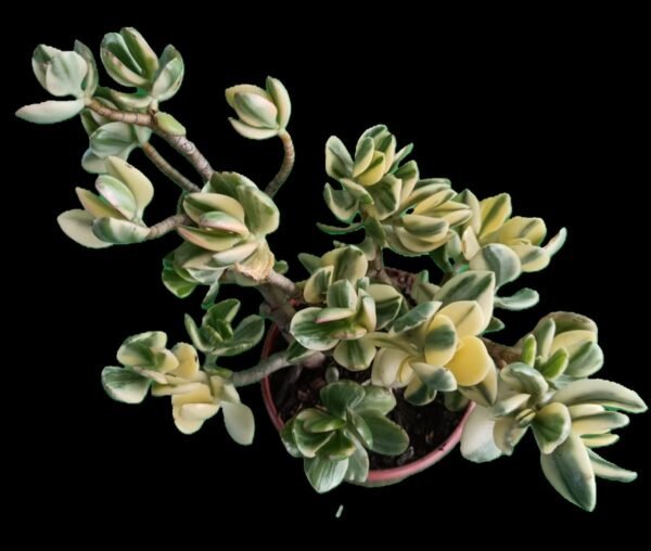 Crassula Ovata Variegada: 7 Razones para tener la increíble Planta de la Abundancia en tu Hogar - Imagen 2