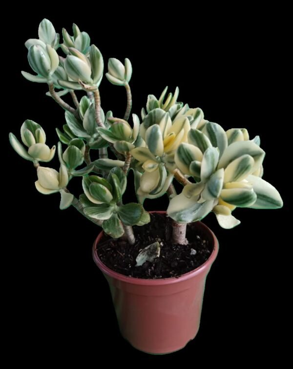 Crassula Ovata Variegada: 7 Razones para tener la increíble Planta de la Abundancia en tu Hogar - Imagen 4