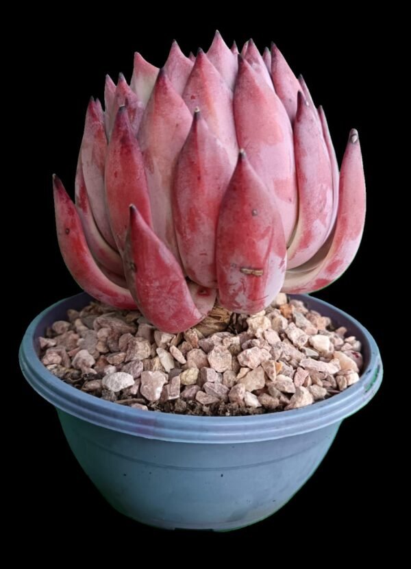 Echeveria Agavoide Frank Reinelt: 1 maravilla de Suculenta Ideal para Tu Colección - Imagen 3