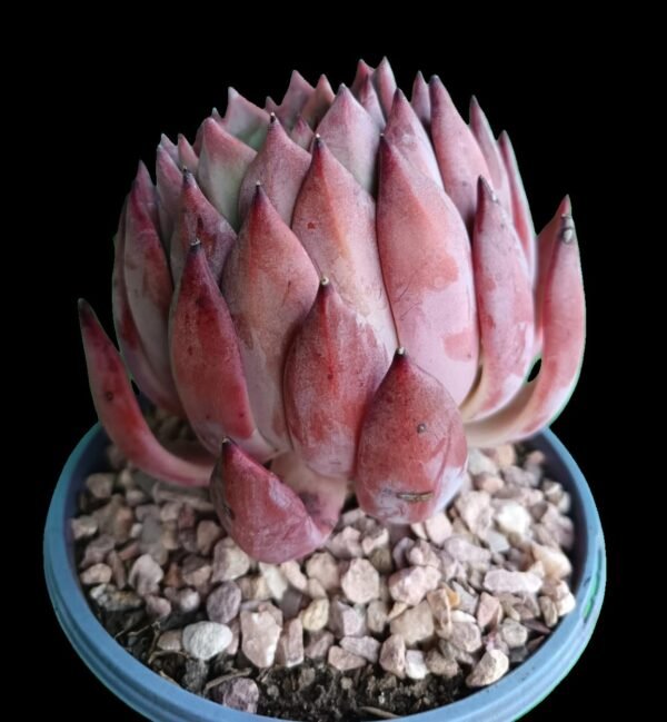 Echeveria Agavoide Frank Reinelt: 1 maravilla de Suculenta Ideal para Tu Colección - Imagen 6