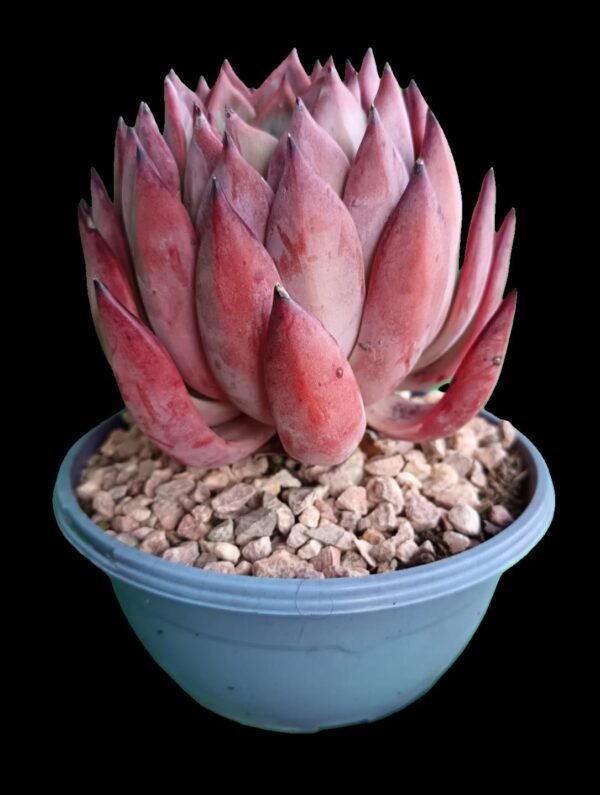 Echeveria Agavoide Frank Reinelt: 1 maravilla de Suculenta Ideal para Tu Colección - Imagen 4