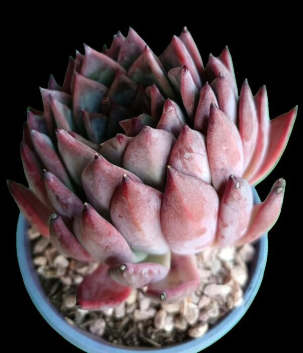 Echeveria Agavoide Frank Reinelt: 1 maravilla de Suculenta Ideal para Tu Colección - Imagen 5