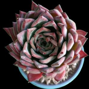 Echeveria Agavoide Frank Reinelt, suculenta con rosetas compactas de hojas puntiagudas verde grisáceo con bordes rojizos