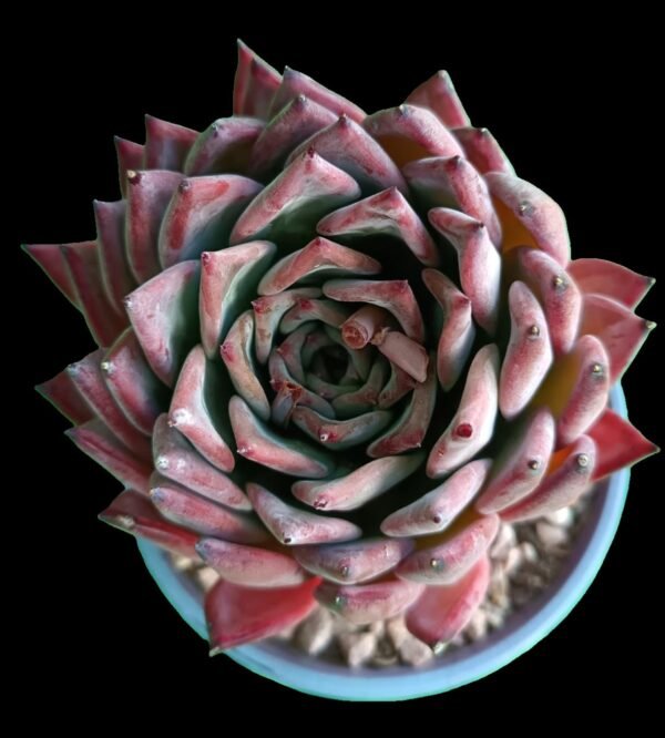 Echeveria Agavoide Frank Reinelt, suculenta con rosetas compactas de hojas puntiagudas verde grisáceo con bordes rojizos