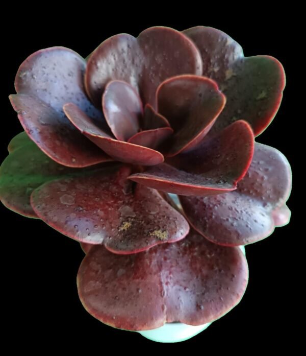 🌺 Echeveria Cornish Sun: 7 Razones para Amar esta Increíble Suculenta Roja de Colección - Imagen 3