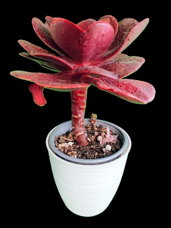 🌺 Echeveria Cornish Sun: 7 Razones para Amar esta Increíble Suculenta Roja de Colección - Imagen 2