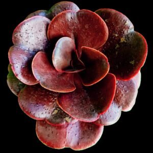 "Echeveria Cornish Sun suculenta roja de colección Kristy Garden"