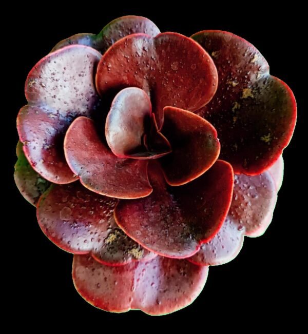 "Echeveria Cornish Sun suculenta roja de colección Kristy Garden"