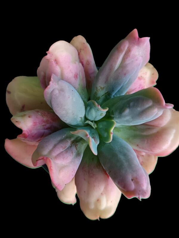 Suculenta Echeveria Culibra: Belleza Impresionante y Exótica 5 motivos para tenerla en tu Hogar - Imagen 2