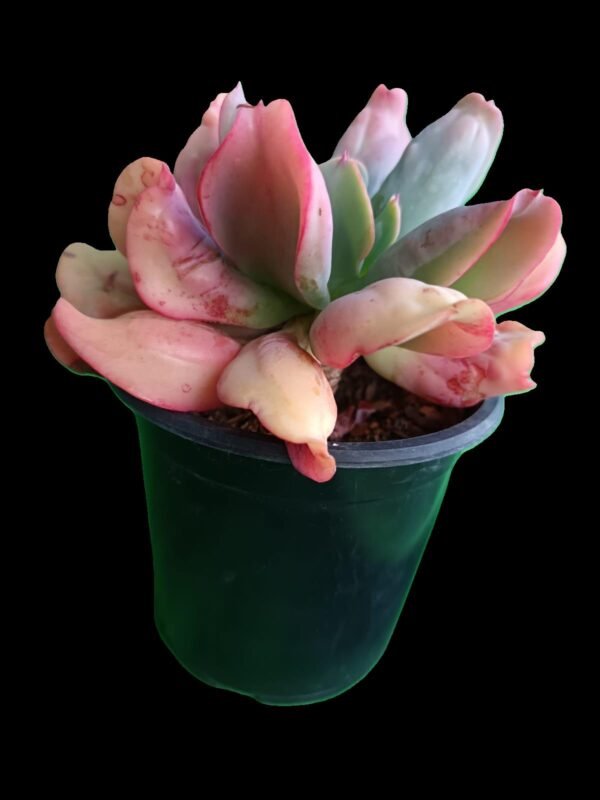 Suculenta Echeveria Culibra: Belleza Impresionante y Exótica 5 motivos para tenerla en tu Hogar - Imagen 3