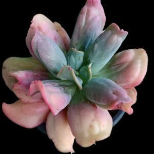 "Suculenta Echeveria Culibra con roseta compacta en tonos verdes y violetas en maceta decorativa"