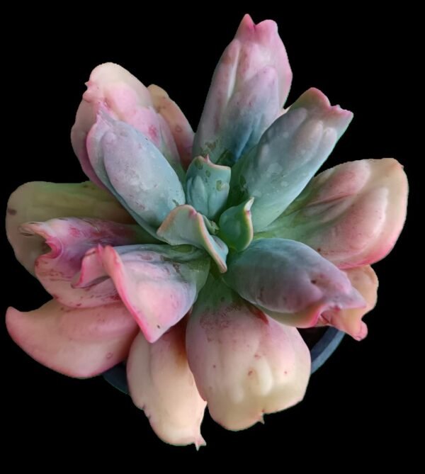 "Suculenta Echeveria Culibra con roseta compacta en tonos verdes y violetas en maceta decorativa"