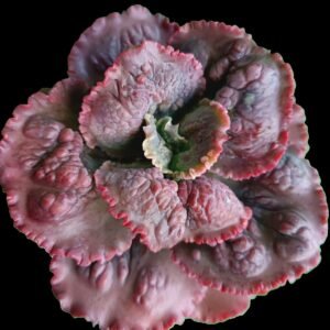 Echeveria Dragon Queen, suculenta ornamental de hojas simétricas con bordes rojizos y forma de roseta compacta