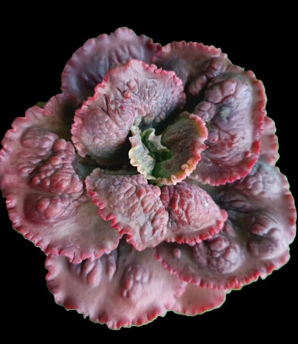 Echeveria Dragon Queen, suculenta ornamental de hojas simétricas con bordes rojizos y forma de roseta compacta