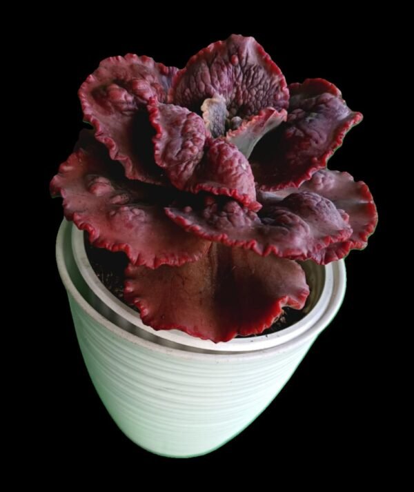 Echeveria Dragon Queen | Elegancia Natural en Tu Espacio Top 1 Suculenta Exótica - Imagen 3