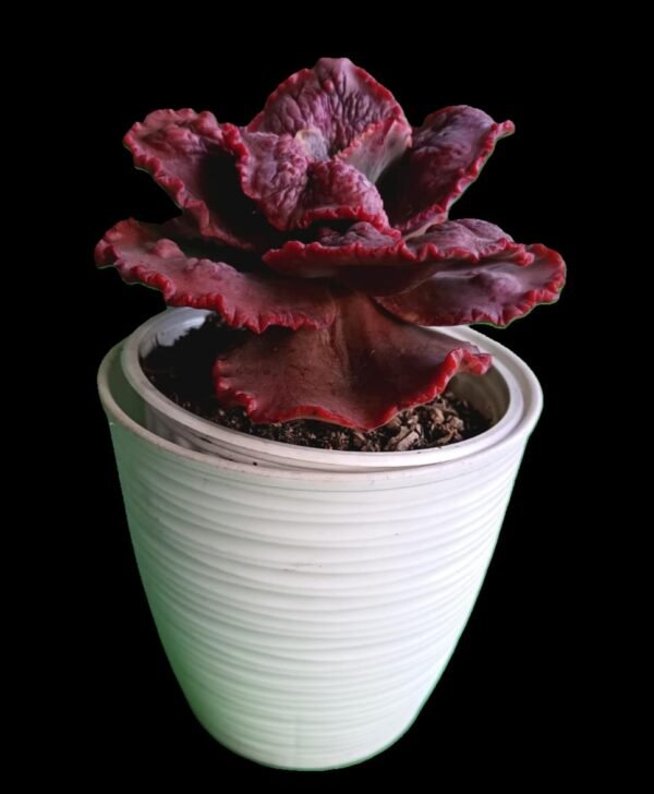 Echeveria Dragon Queen | Elegancia Natural en Tu Espacio Top 1 Suculenta Exótica - Imagen 4